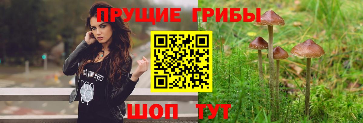 Псилоцибиновые грибы мицелий Октябрьский